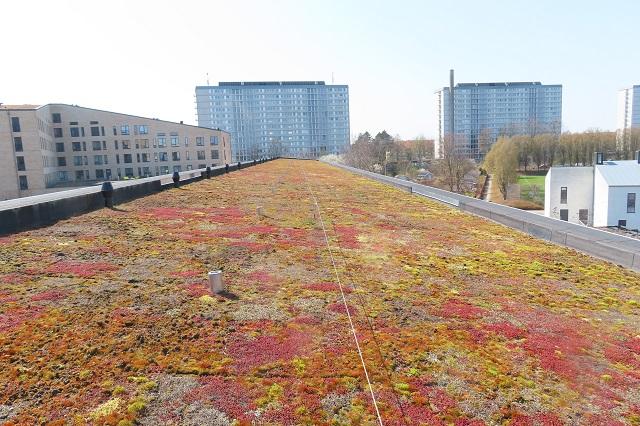 Taget af et grønt tag dækket af farverige blomster og planter med bygninger i baggrunden.
