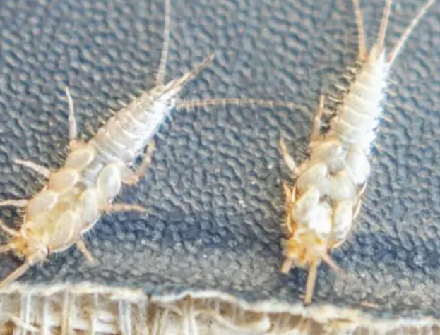 To små insekter, der sidder på en mørk overflade, med lange antenner og tydelige ben.