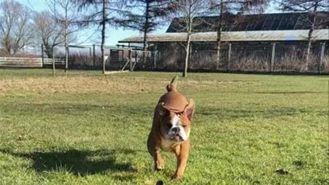 En bulldog løber hen over en grøn græsplæne med et hus i baggrunden. Solen skinner klart.