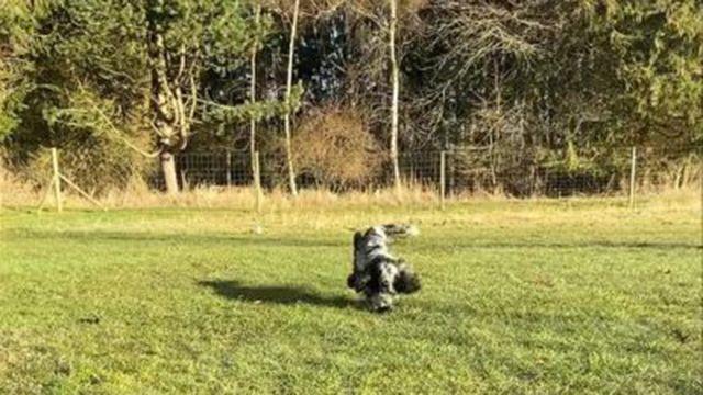 En glad hund, der løber på en grøn græsplæne med træer i baggrunden.