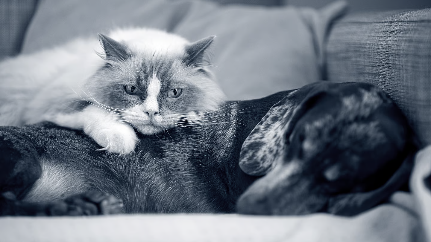 En hvid kat ligger på en sovende hund, der ligger på en sofa, i et sort-hvidt billede.