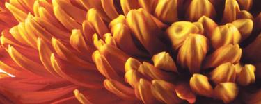 Blomster-Feen ApS