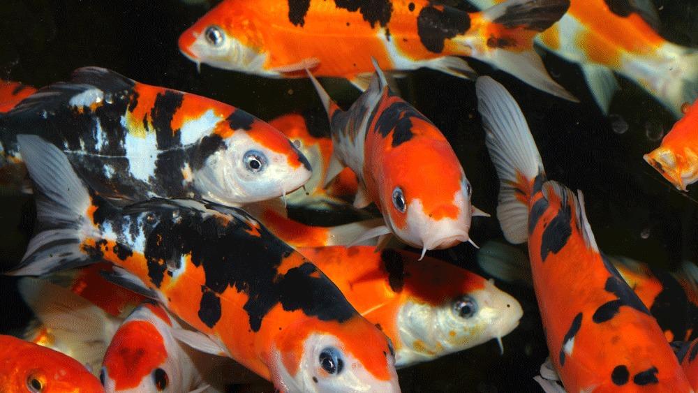 Super Koi Havedamscenter 7