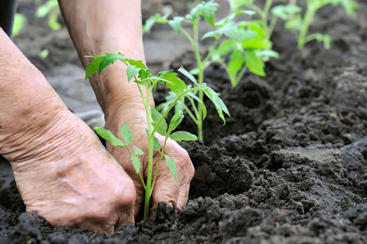 Hos Maxibag får du både plantejord, der giver dine planter en god start og topdressing, der løfter plænen