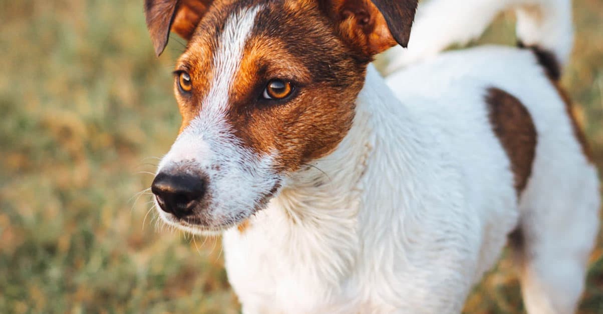 Køb af hunde i Aalborg - En omfattende guide til fremtidige hundeejere